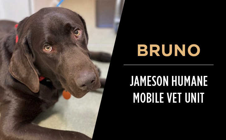 Chocolate lab, Bruno Jameson Humane Mobile Vet Unit