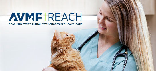 A veterinarian holding a cat next to the AVMF REACH logo.